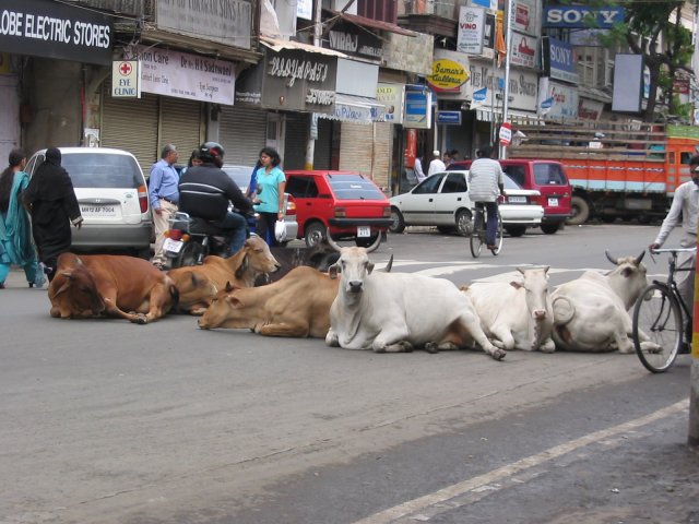 pourquoi la vache est sacrée en inde