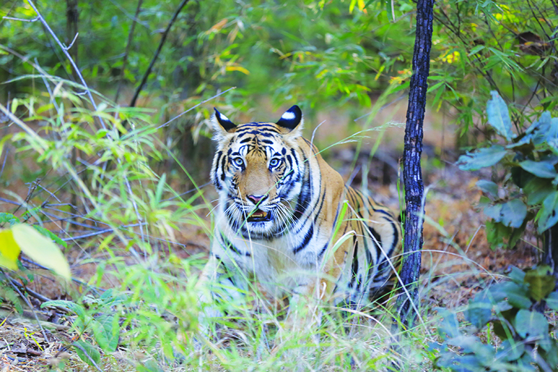rencontre tigre