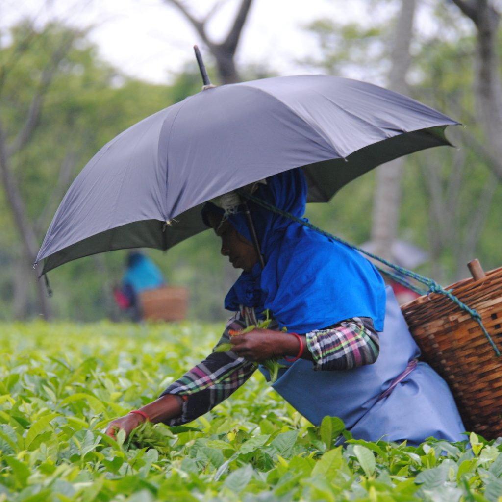 Récolte des feuilles de thé dans la plantation Korangani