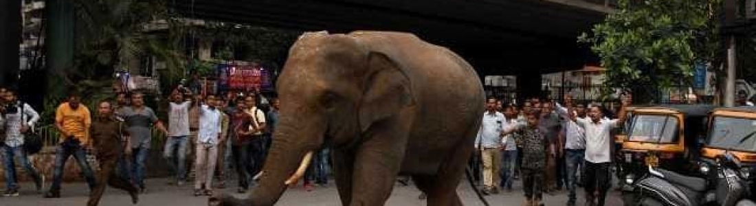 Wild Elephant Walks Down Guwahati GS Road