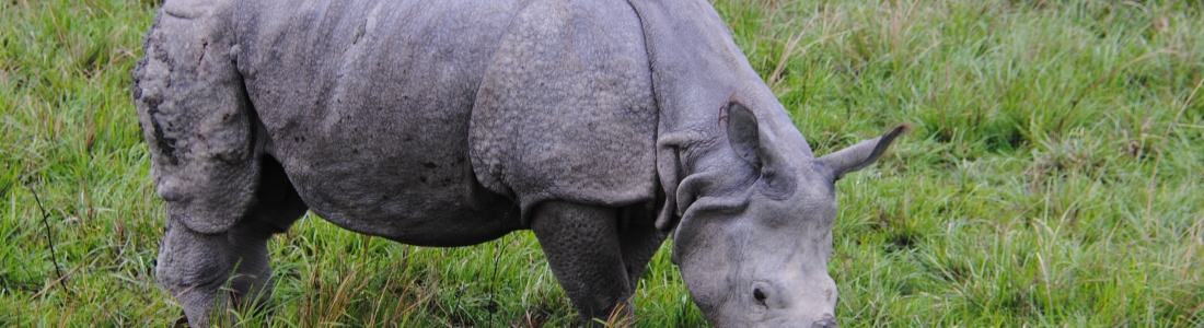 Rhinocéros unicorne
