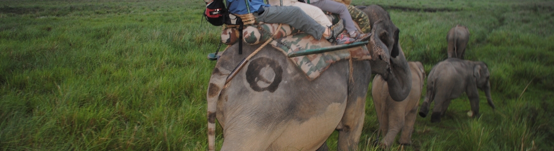 Safari à dos d’éléphant