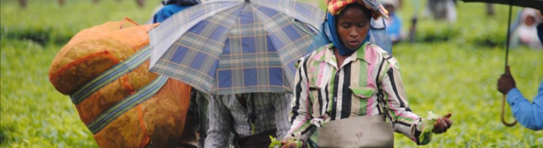 Voyage en Assam – Avril 2019